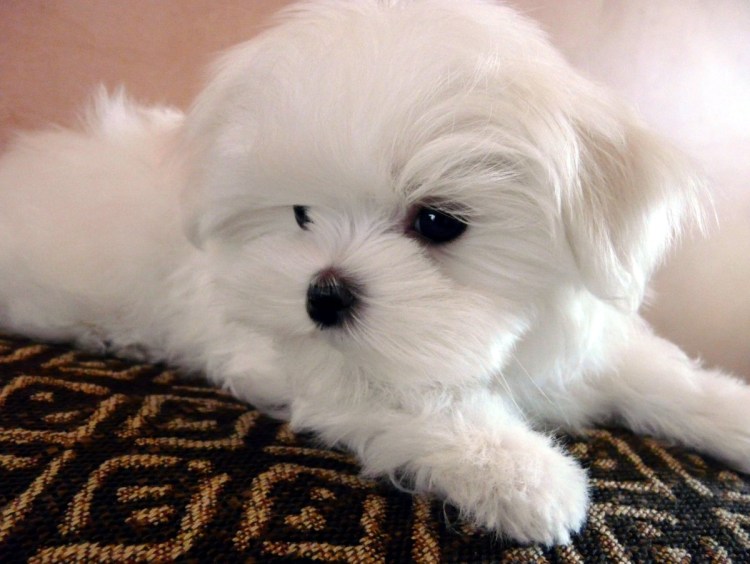 Мальтийская болонка