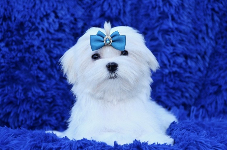 Мальтийская болонка Teacup