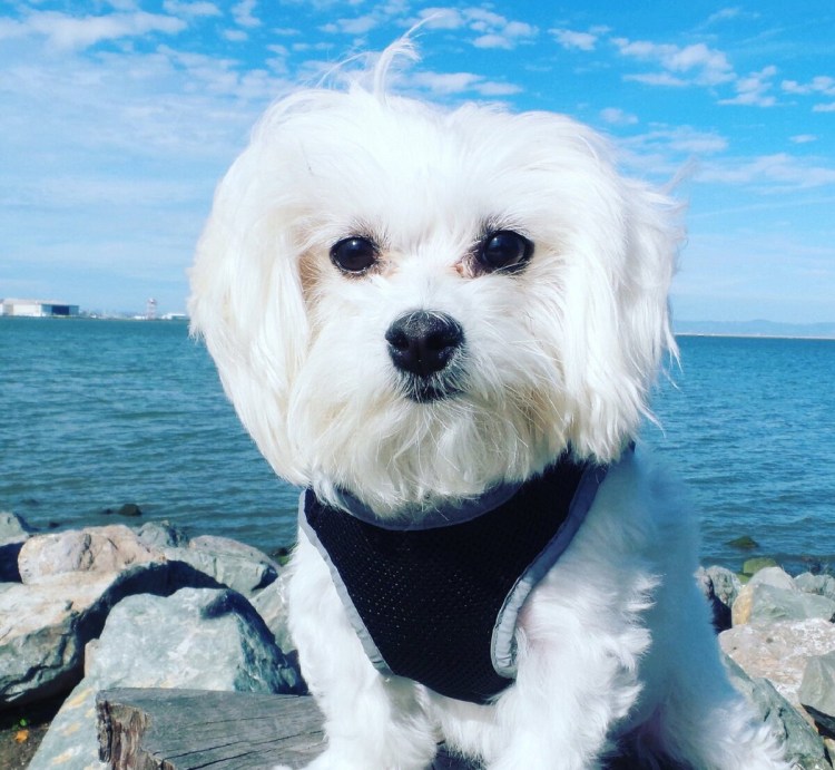 Породы собак Мальтийская болонка