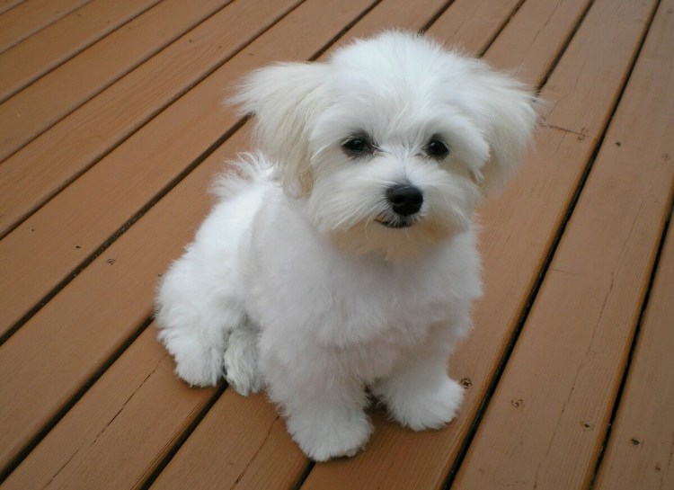 Мальтийская болонка