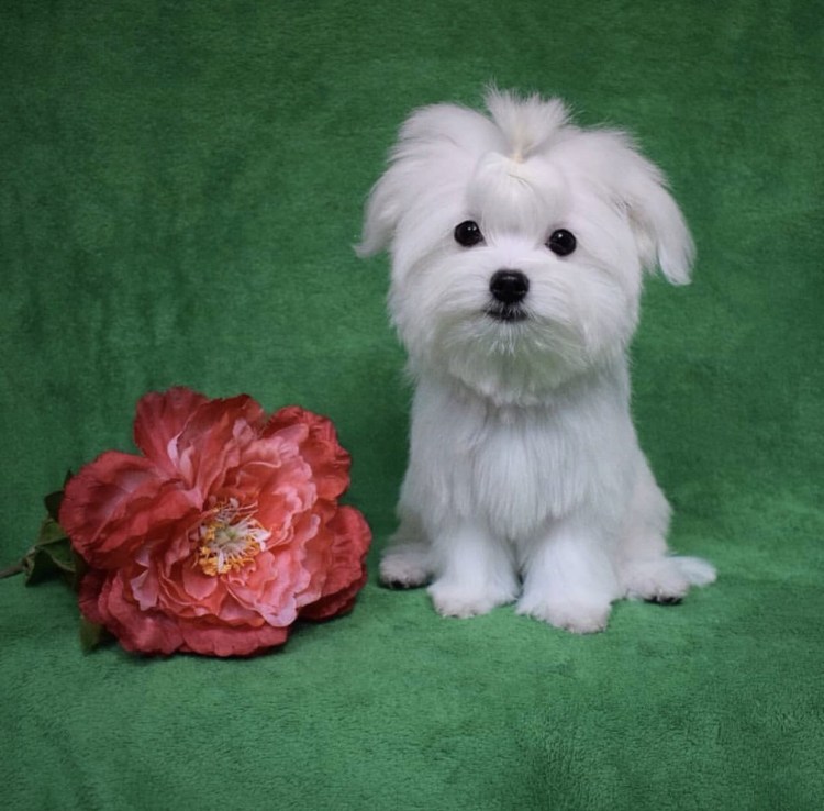 Европейская болонка