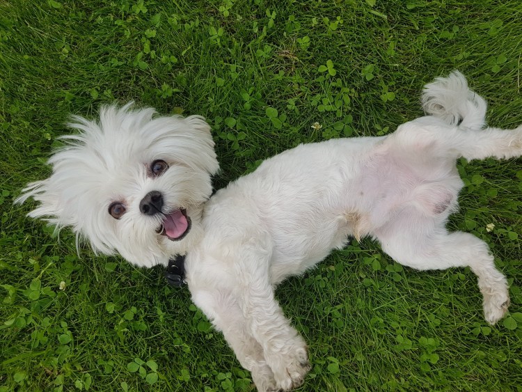 Порода мальтезе