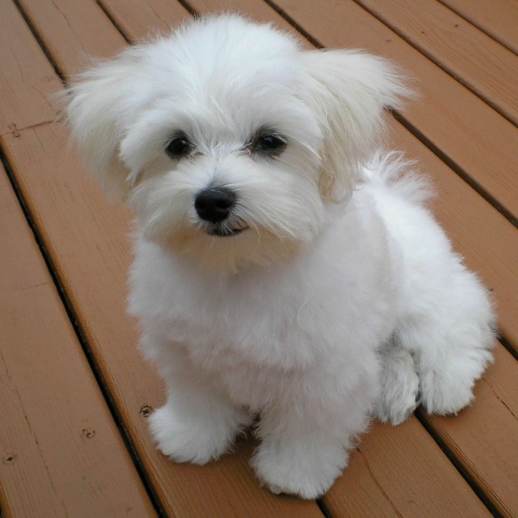 Мальтийская болонка пушистая