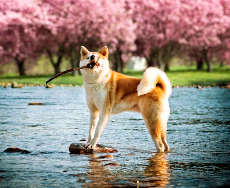 Японская лайка сиба ину