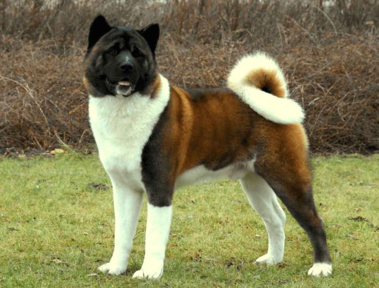 Сиба ину Рюдзи