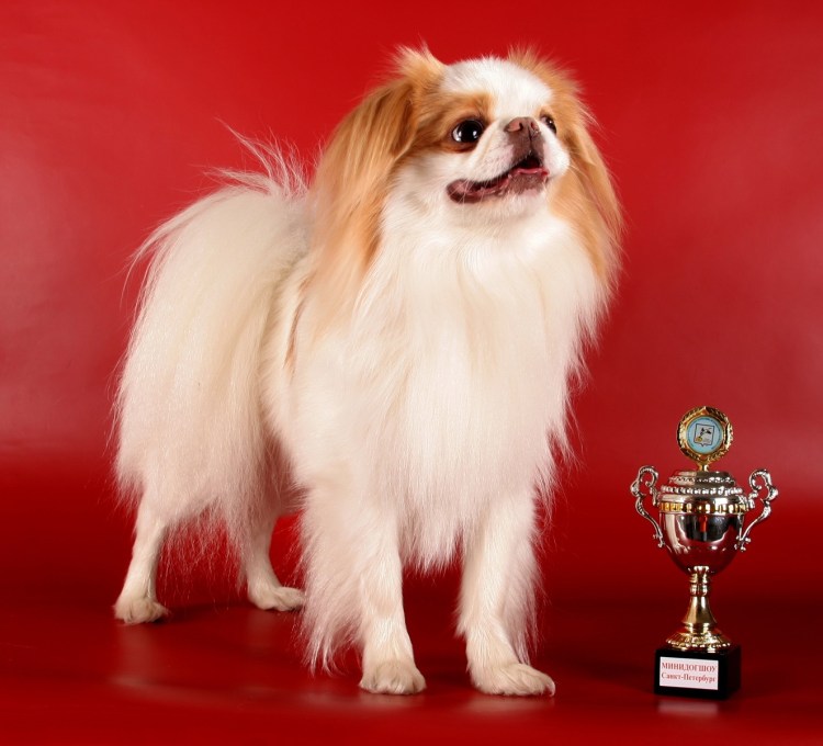 Хоккайдо Айну ину.