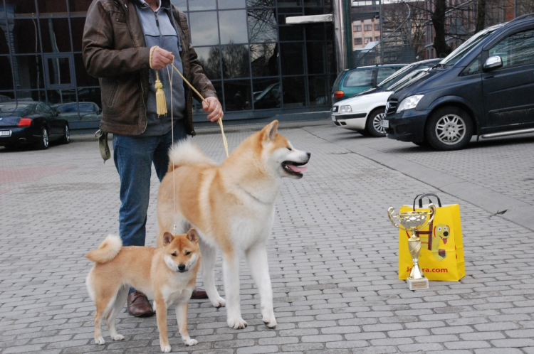 Акита ину Самурай