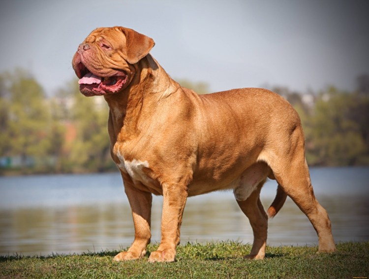 Сиба ину окрас