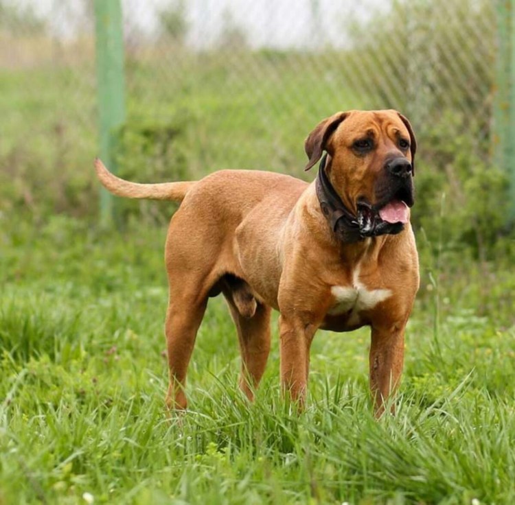 Тибетский мастиф Хонг Донг