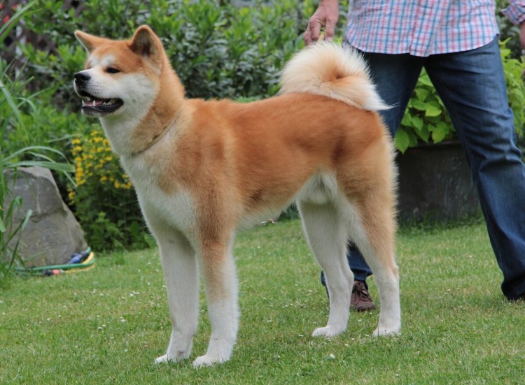 Японская порода собак сиба-ину