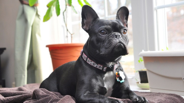 Французский бульдог