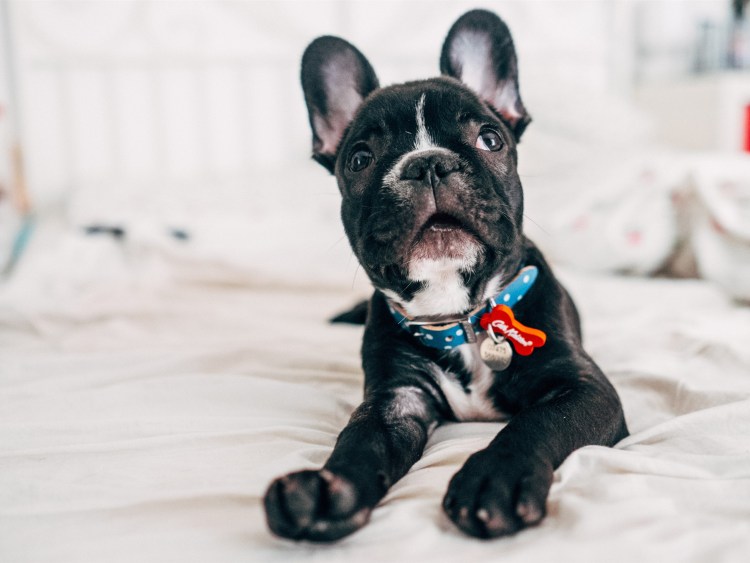 Французский бульдог