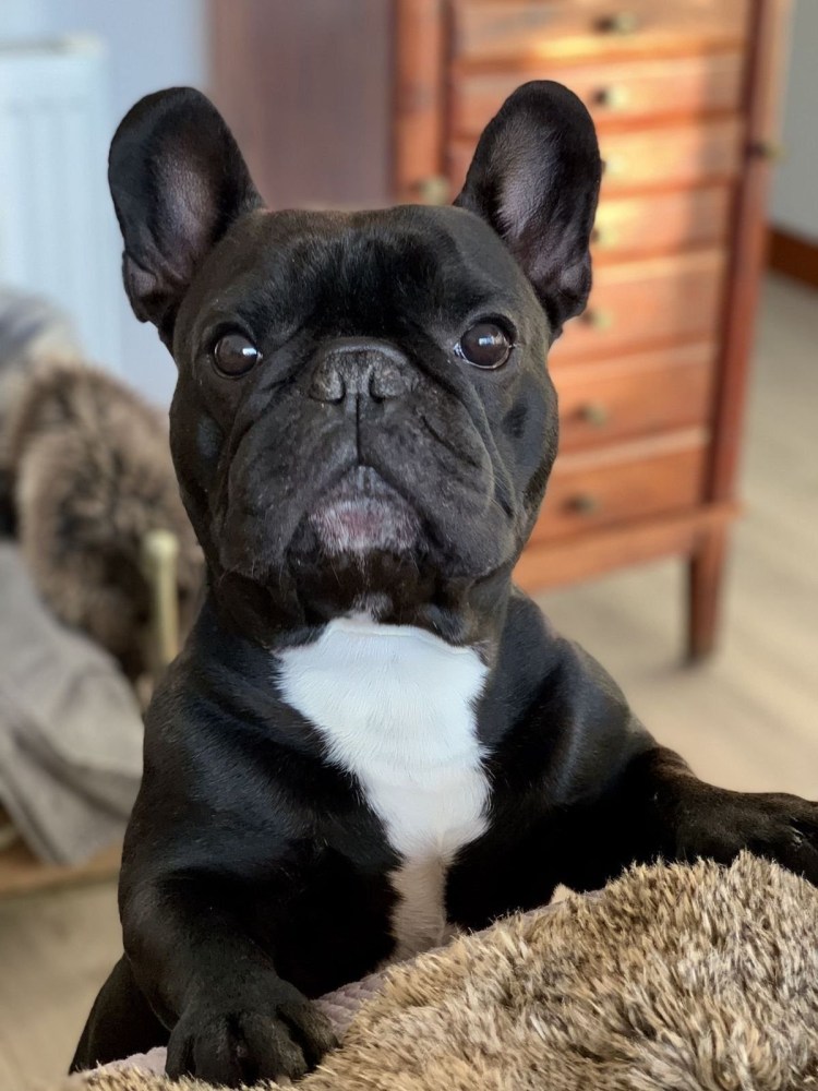 Британский бульдог черный