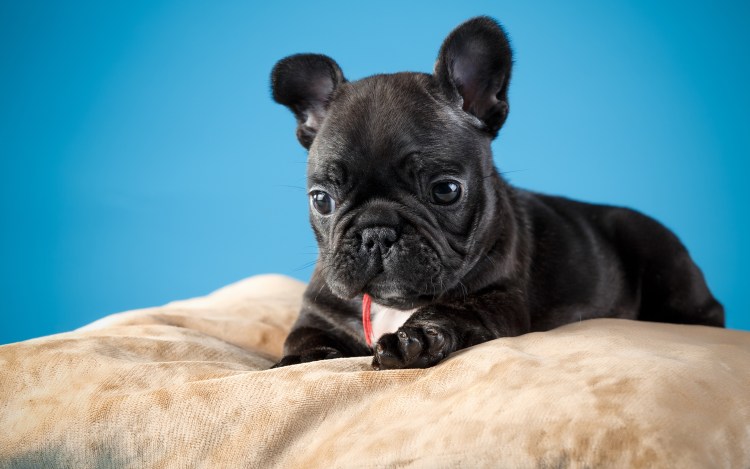 Собака французский бульдог