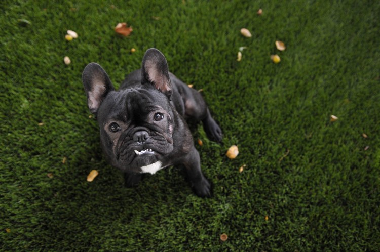 Собака французский бульдог