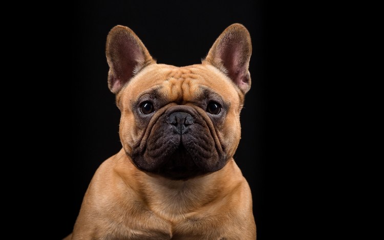 Бульдог французский злой
