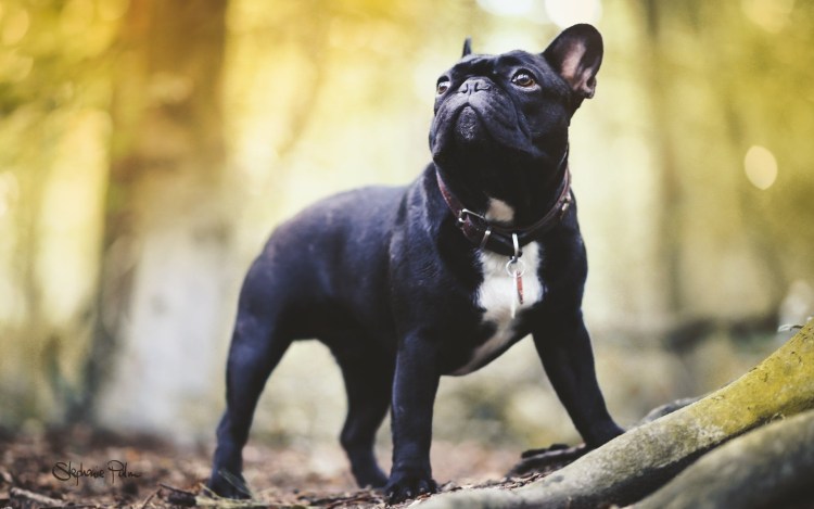 Французский бульдог черный