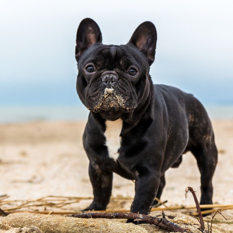 Французский бульдог