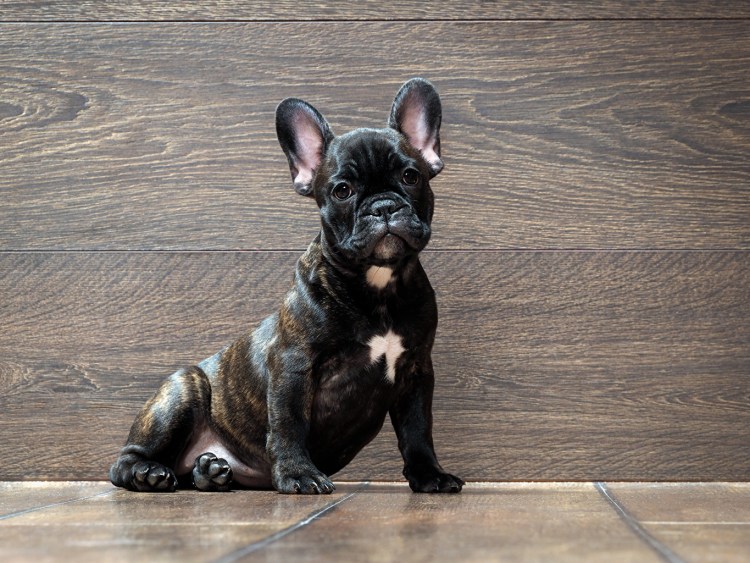 Французский бульдог черный