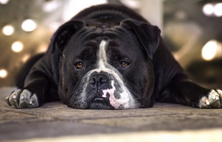 Американский бульдог черный
