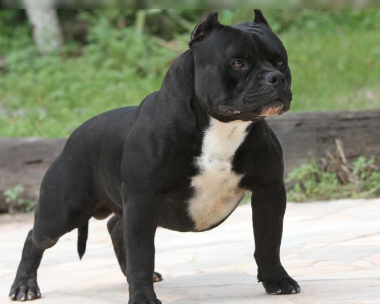 Кане Корсо и булли