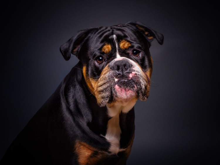 Английский бульдог черный