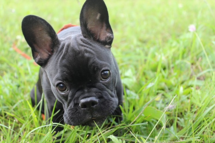 Порода собак французский бульдог
