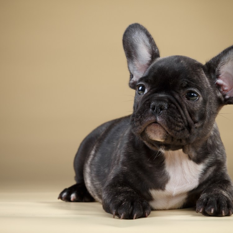 Карликовый бульдог черный