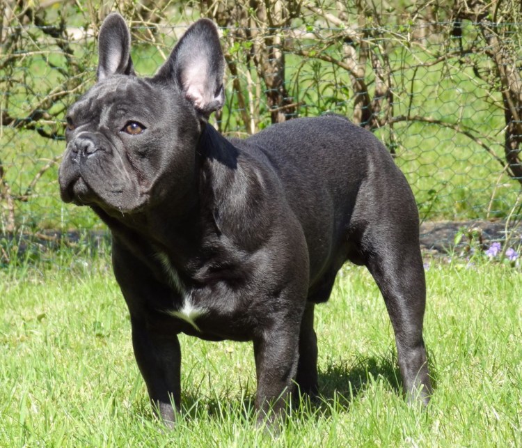 Французский бульдог кобель черный
