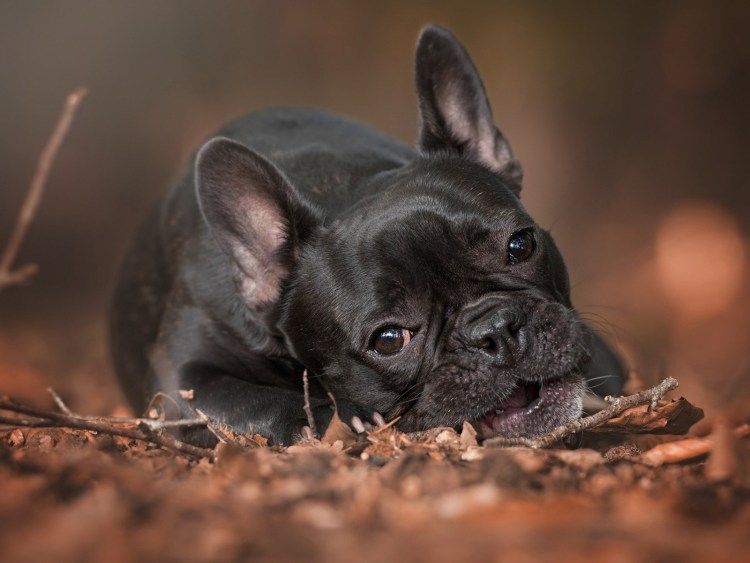 Французский бульдог 3840x2160