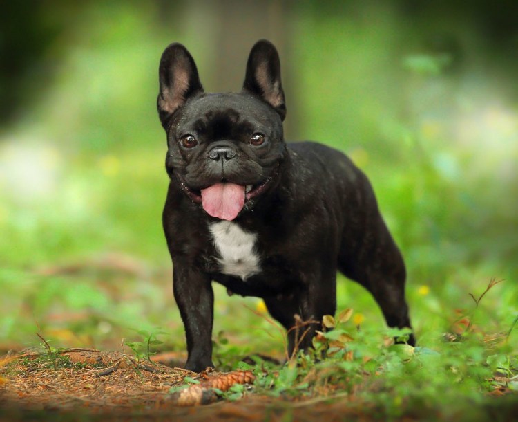 Французский бульдог черно белый