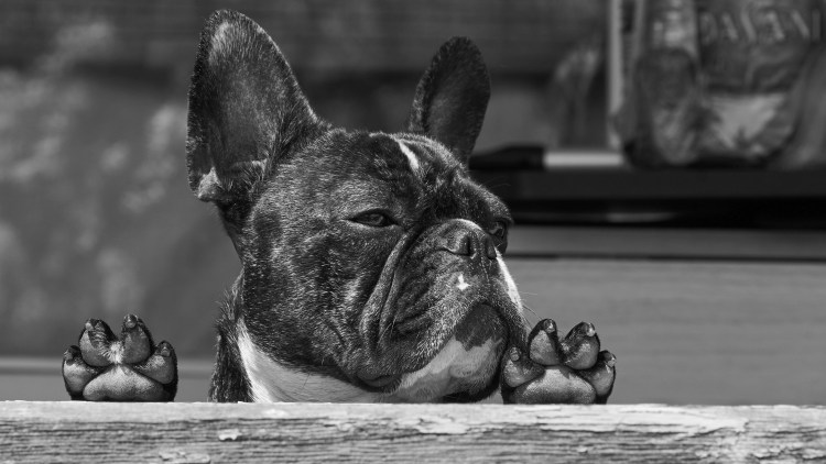 Порода французский бульдог
