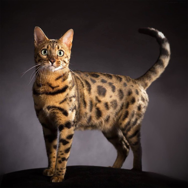 Серенгети (порода кошек)