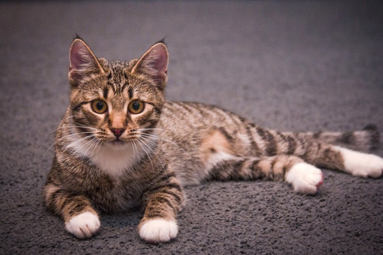 Сибирский Крысолов короткошерстный серый