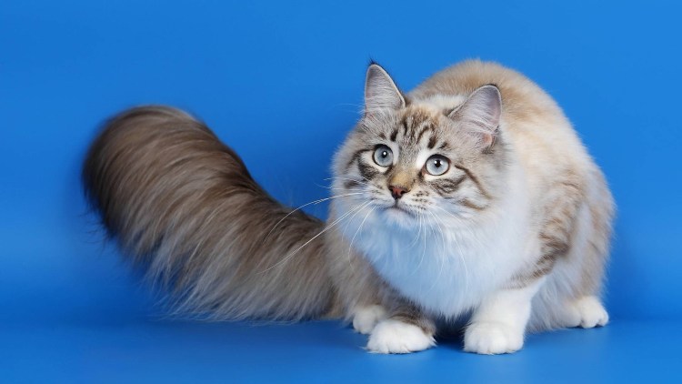 Рагамаффин (порода кошек)