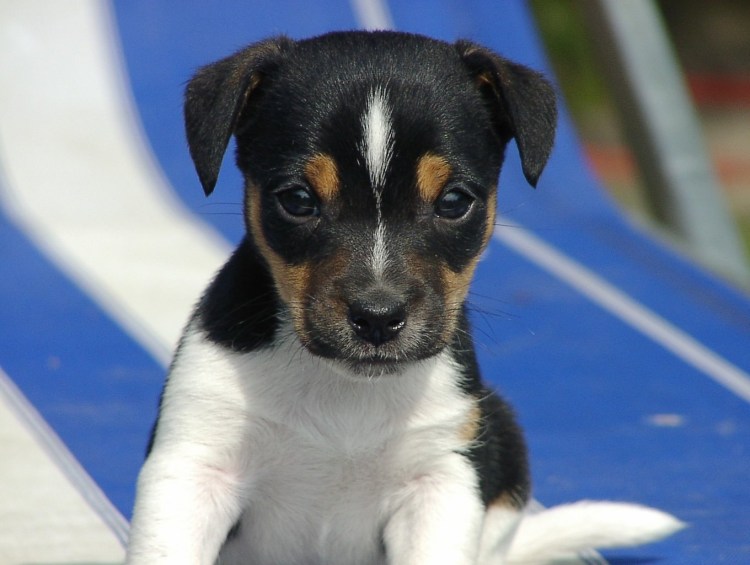 Джек Рассел щенок черный