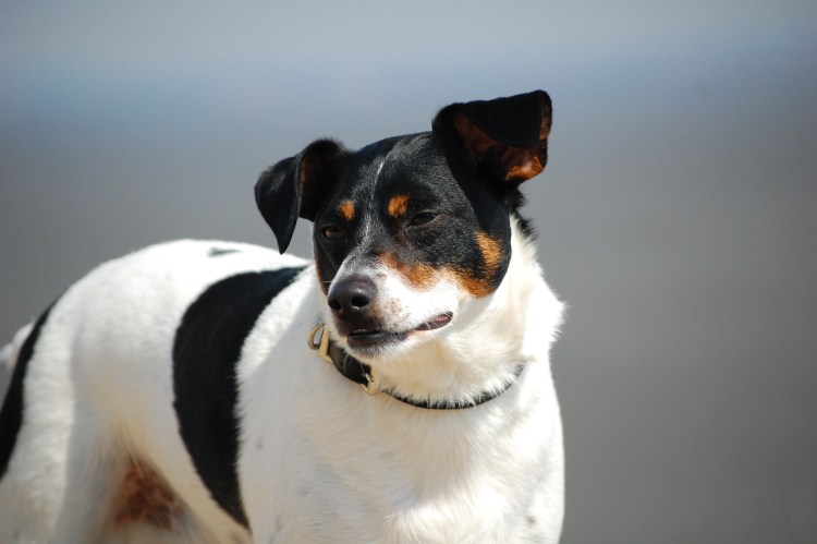 Джек-Рассел-терьер черный