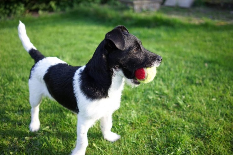 Джек Рассел терьер чер