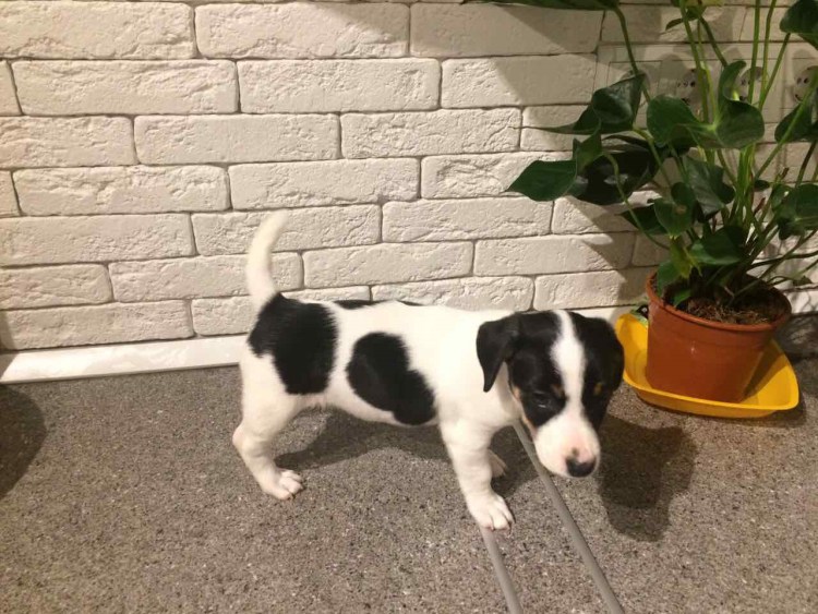 Щенки Джек Рассел терьера Триколор