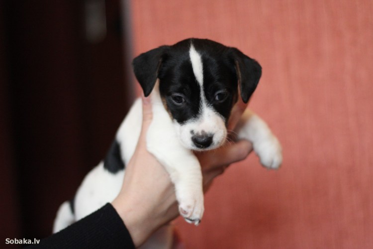 Джек-Рассел-терьер черно белый