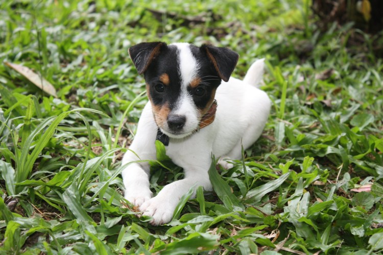 Парсон Рассел терьер черный