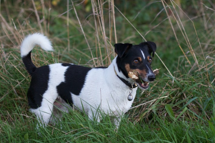 Джек-Рассел-терьер Триколор