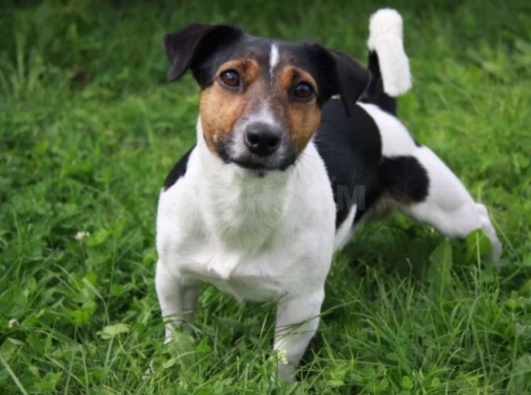 Джек-Рассел-терьер черный