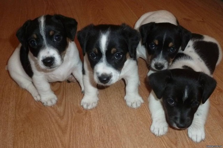 Щенки Джек Рассел терьера Триколор 1 месяц