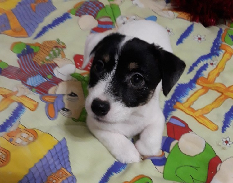 Джек Рассел щенок черный