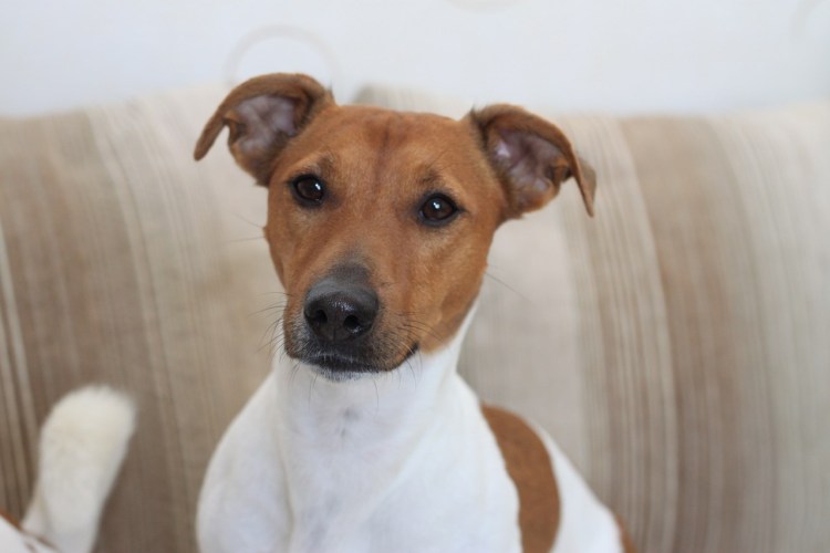 Джек Рассел гладкошерстный