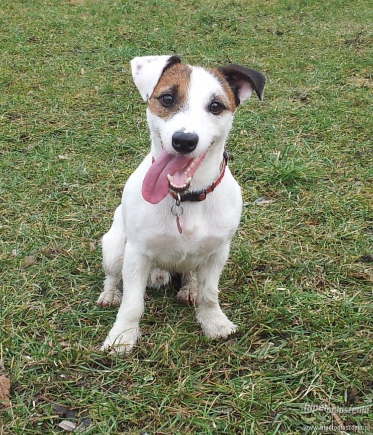 Порода Джек Рассел белый