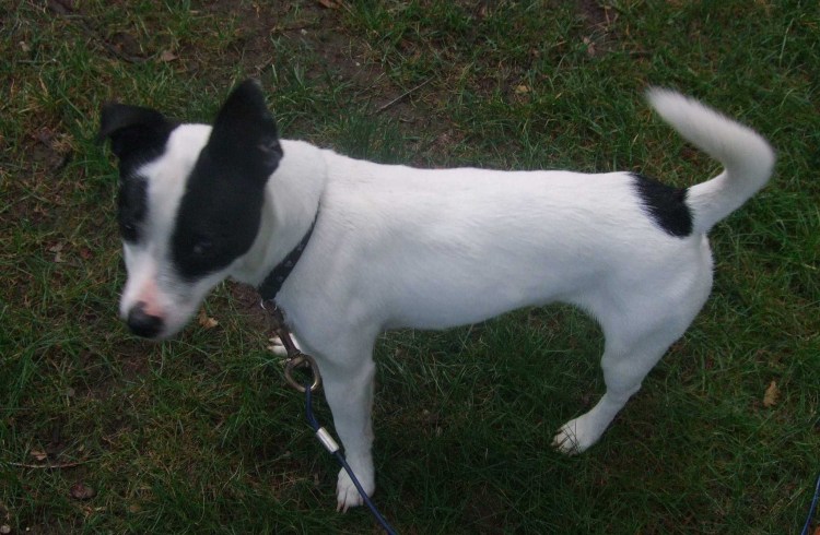 Парсон Рассел терьер черный гладкошерстный