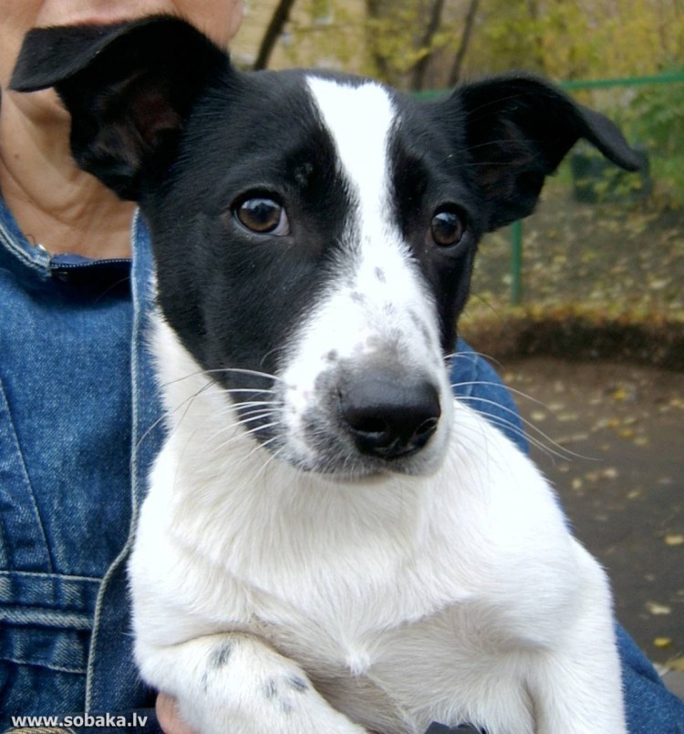 Джек Рассел терьер чер