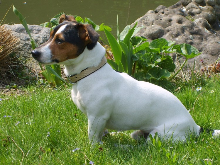 Джек-Рассел-терьер Триколор